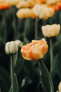 Mother's Day Jingle – For Alive Mothers